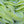Sour Apple Ribbons (500g)